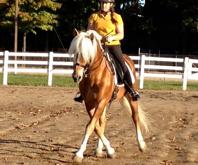 Brenner Haflinger Stallion